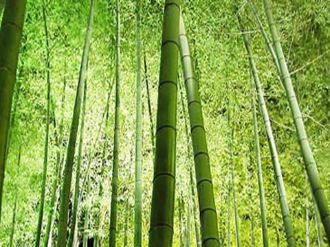 Бамбук: лучшие сорта и виды