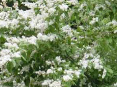 Бирючина обыкновенная-живая изгородь из бирючины