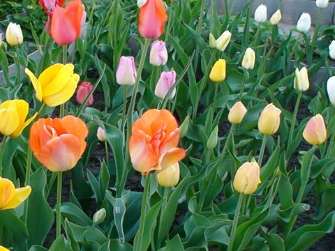 Бокаловидные тюльпаны