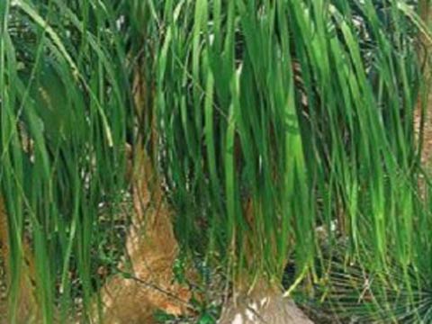 Бокарнея - бутылочное дерево