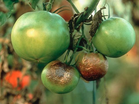 Болезни томатов и их лечение Чем болеют помидоры
