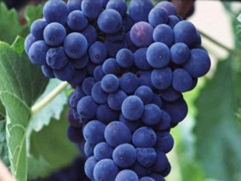Болезни винограда, Методы лечения винограда от серой гнили и мучнистой росы
