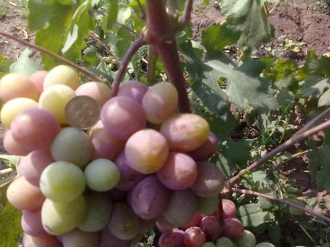 Борьба с осами на винограднике