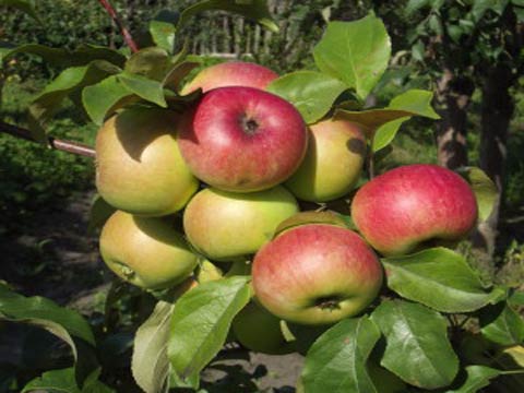 Чем отличаются зимние сорта яблок от других сортов