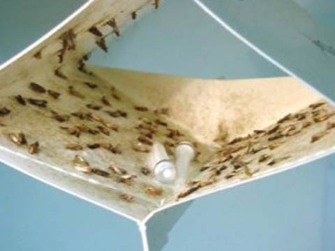 Феромонные ловушки для насекомых-вредителей