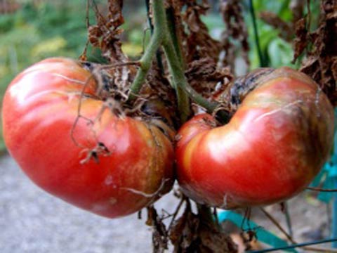 Фитофтороз томатов, Как уберечь помидоры от фитофтороза