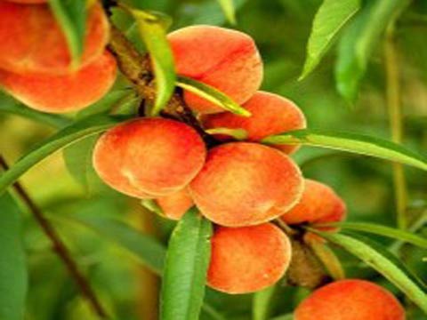 Как мы выращиваем персики