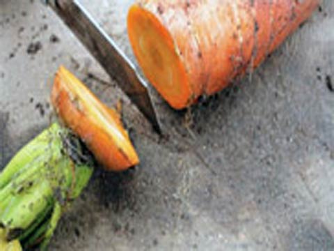 Как правильно хранить морковь
