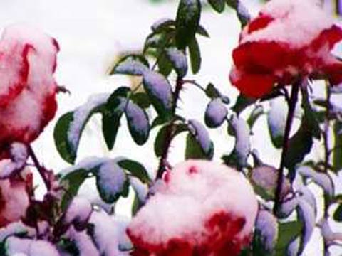 Как правильно укрыть розы на зиму и защитить их от морозов