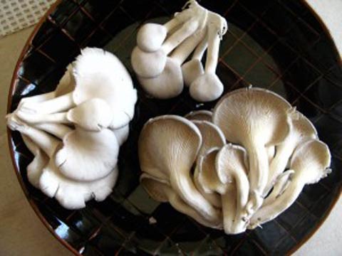 Как вырастить грибы вешенки на балконе