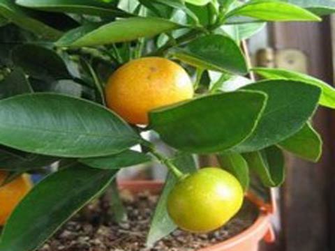 Как вырастить мандарин в домашних условиях