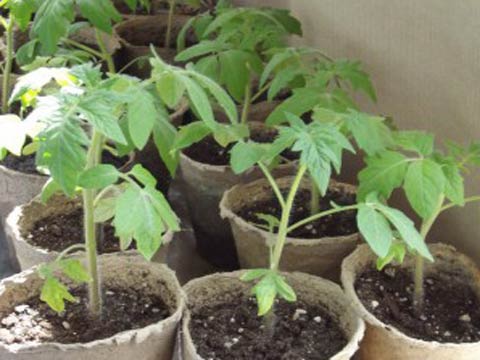 Как вырастить рассаду томатов и получить хороший урожай помидоров
