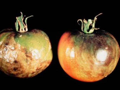 Как я спасла урожай помидоров от фитофторы