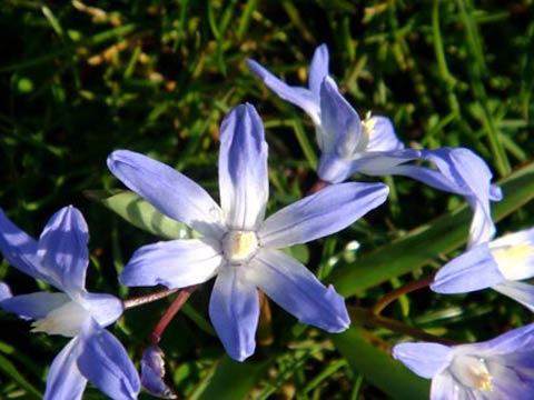 Хионодокса (многолетние цветы)