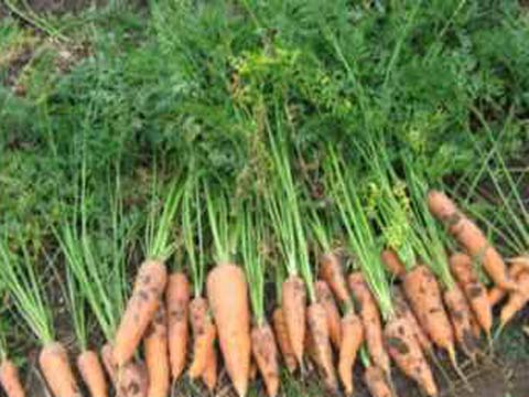 Когда выкапывать морковь,сроки и сбор урожая