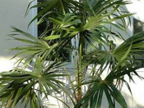 Комнатная пальма  правильные советы по уходу и выращиванию