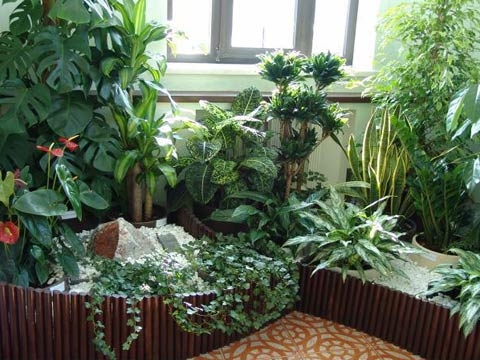 Комнатные растения  украшение дома