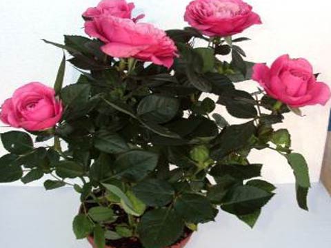 Комнатные розы - уход, размножение
