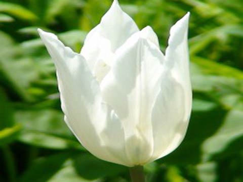 Лилейные тюльпаны