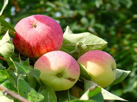 Мелба  один из лучших летних сортов яблок