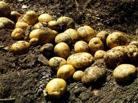 Недостаток и избыток питательных элементов при выращивании картофеля