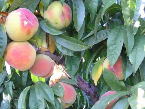 Обрезка плодоносящего персика