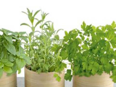 Огород на подоконнике-выращиваем овощи