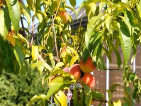 Особенности обрезки персика