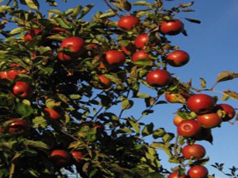 Отпрысковые сорта яблони