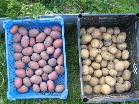 Озеленение семенного картофеля