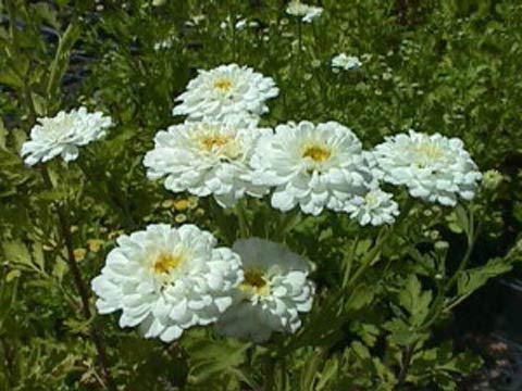Пиретрум, Многолетние цветы для клумб