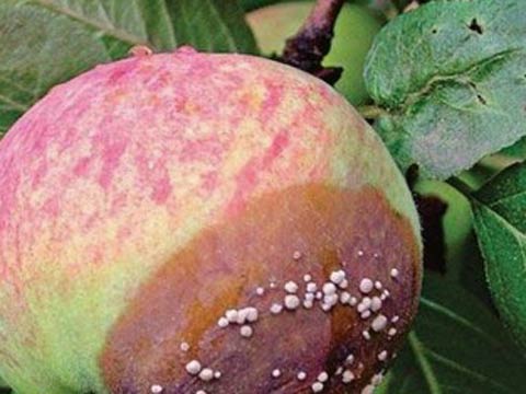 Плодовая гниль яблони и груши