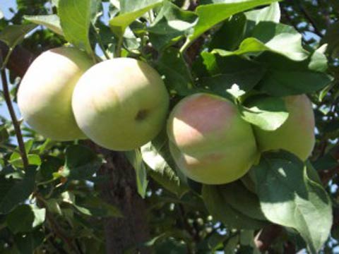 Почему хорошо иметь осенние сорта яблок в хозяйстве?