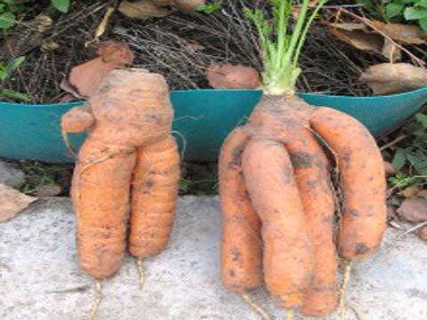 Почему морковь уродливая