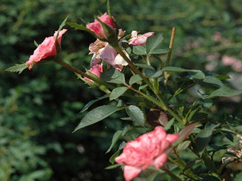 Размножение роз необычными методами Опыт американских цветоводов