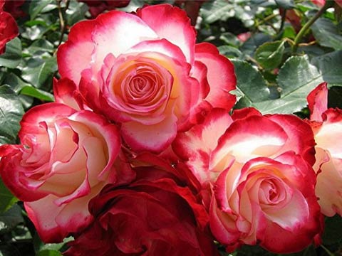 Самые простые правила, которые помогут вырастить красивые розы