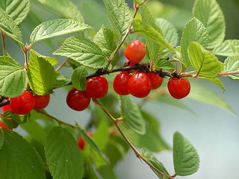 Секреты обильного плодоношения войлочной вишни