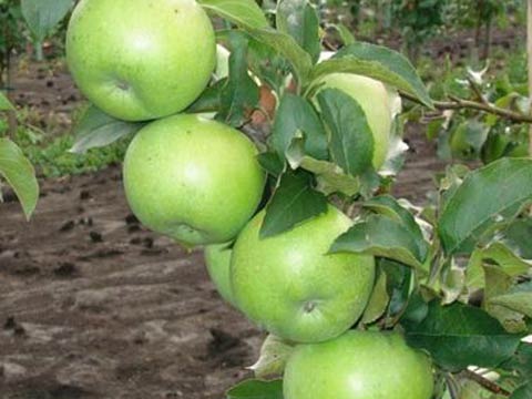 Сорт яблони суворовец