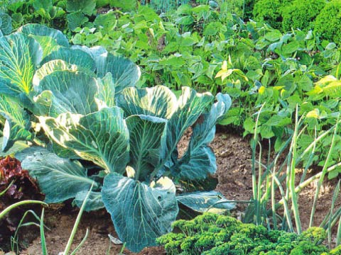 Совместимость овощей в огороде