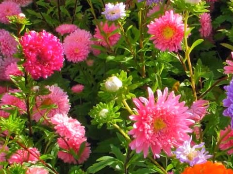 Цветник из многолетников - основа декоративного сада
