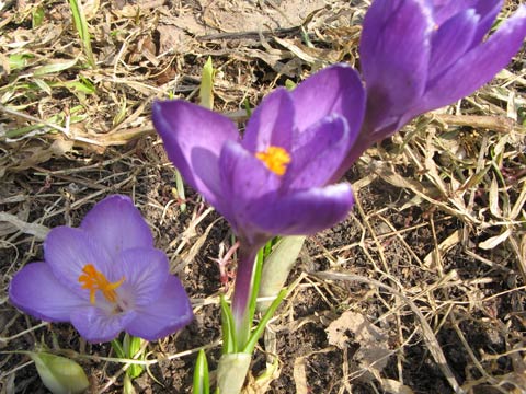 Цветок крокус - весенний первоцвет