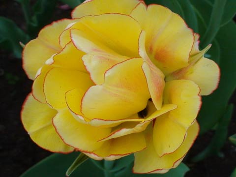 Тюльпан, пион или роза
