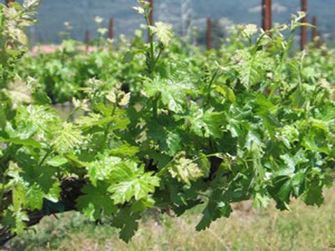 Условия для роста и развития винограда