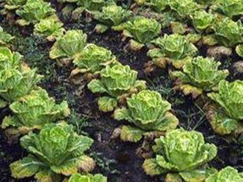 Условия выращивания капусты