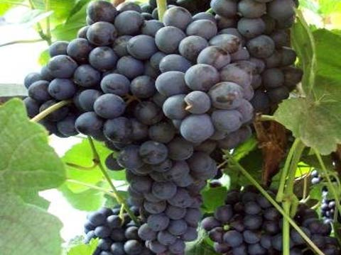 Виноград - описание, выбор сорта, необходимые условия