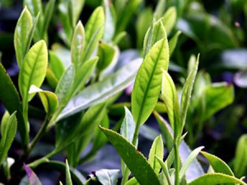 Вредители и болезни чайного куста и меры борьбы с ними