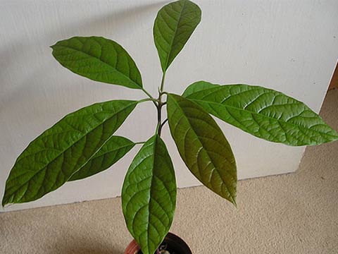 Выращиваем декоративное авокадо в домашних условиях