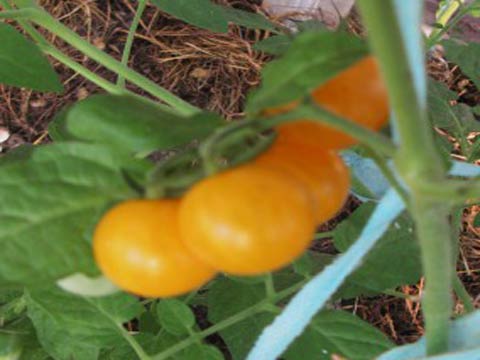 Выращиваем помидоры 