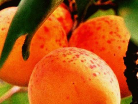 Выращивание абрикоса в средней полосе  советы от садоводов