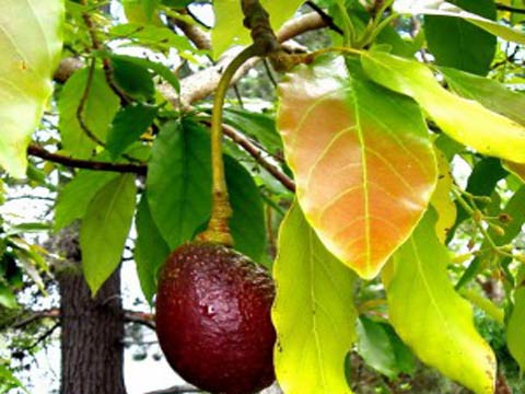 Выращивание авокадо в домашних условиях и в теплице